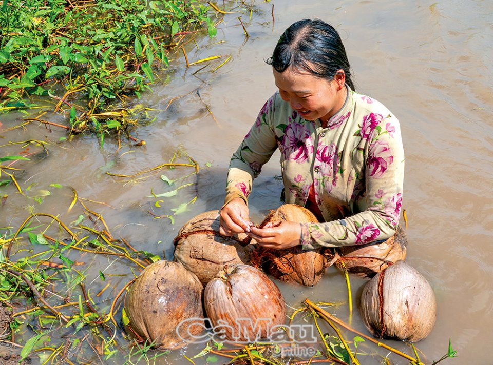 Các chị nông dân ở Cà Mau tung vô số quả dừa khô xuống kênh dạy trẻ em tập bơi, nhiều người đến xem - Ảnh 1.