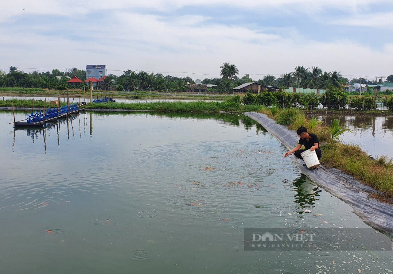 TP.HCM xuất khẩu cá cảnh mang về cả triệu USD mỗi tháng - Ảnh 3.