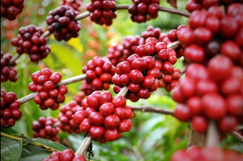 Giá cà phê trong nước có tuần giảm, Việt Nam đã xuất khẩu cà phê tới 38 thị trường - Ảnh 3.