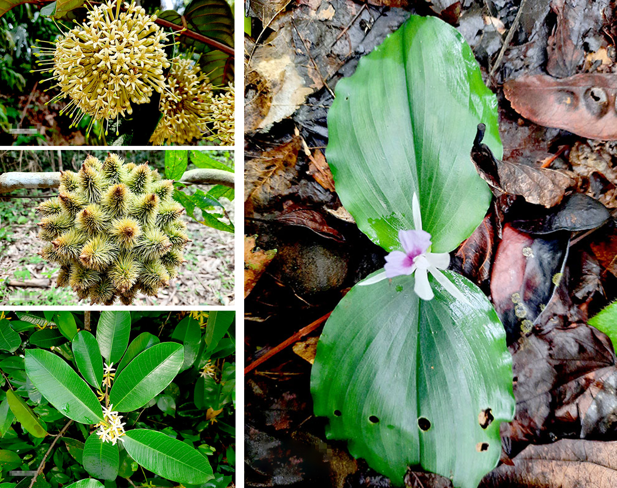 Vùng đất này ở Đồng Nai, đi vô rừng thấy những cây thuốc lạ lắm, các nhà khoa học y tế đã vào xem - Ảnh 2.