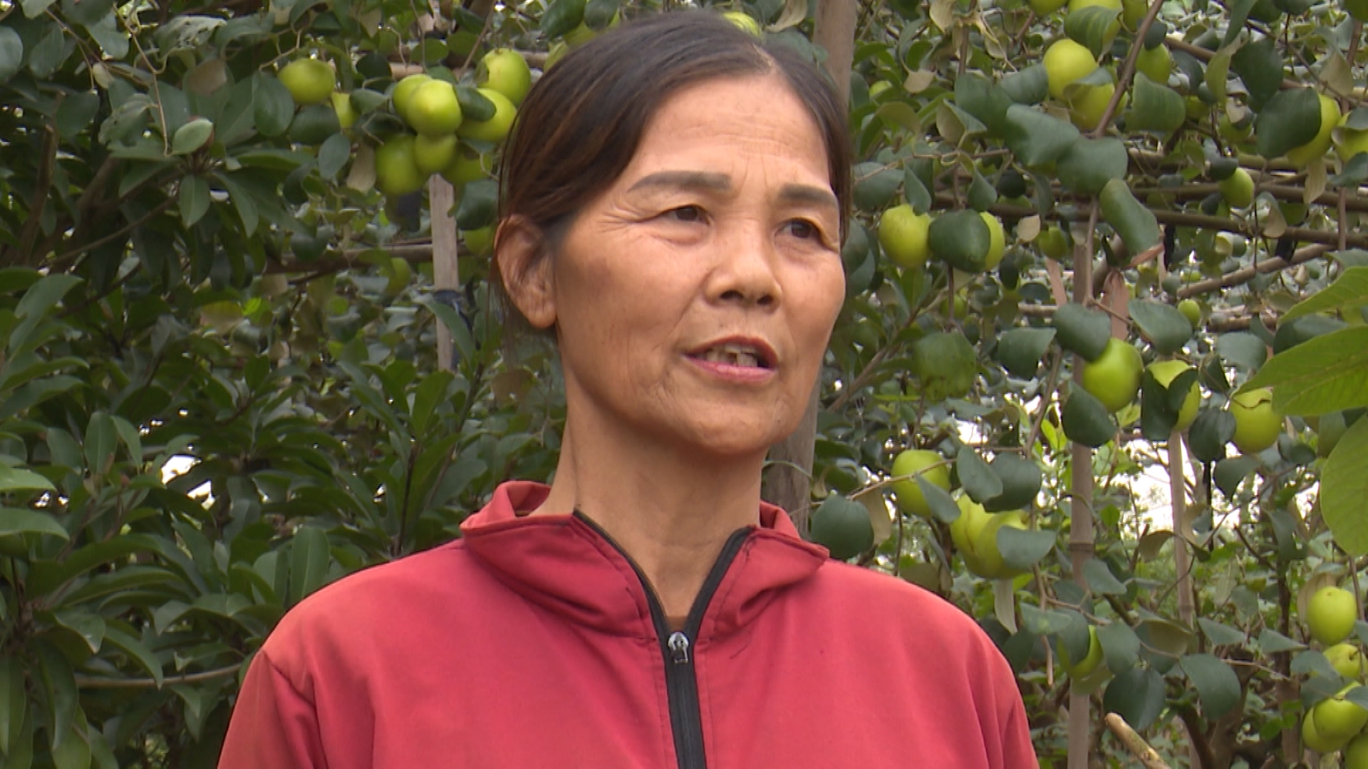 Trồng loại táo quả to bự, ra trái không kịp cản, nông dân Thái Bình hễ hái là bán hết sạch - Ảnh 4.