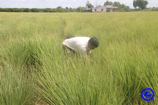Trên đất lúa bị nhiễm mặn, nông dân Tiền Giang trồng thứ cây thơm lừng, thu lợi nhuận cao - Ảnh 1.