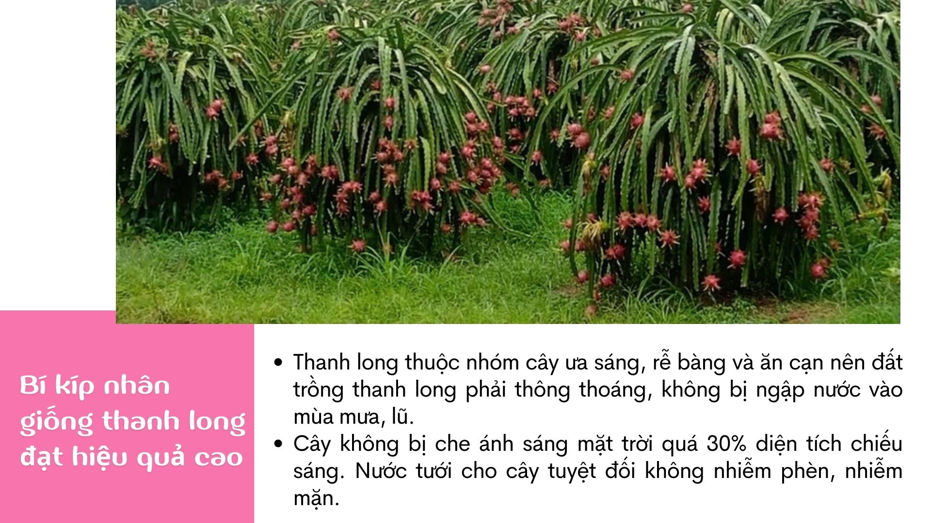 SỔ TAY NHÀ NÔNG: Bí kíp nhân giống thanh long đạt hiệu quả cao - Ảnh 2.