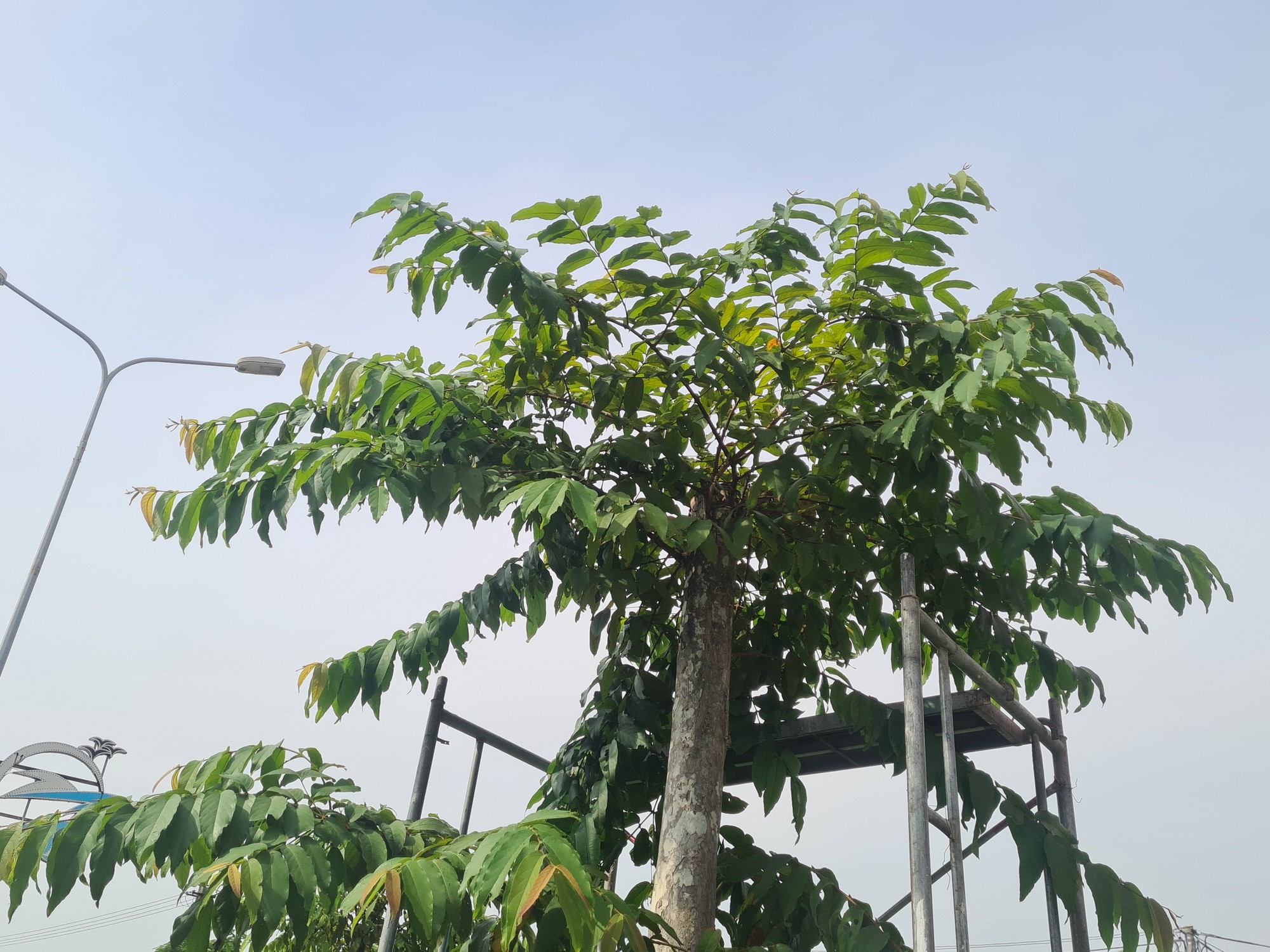 Hải Phòng: Trồng thay thế những cây bị chết và kém phát triển trên đường Phạm Văn Đồng - Ảnh 1.