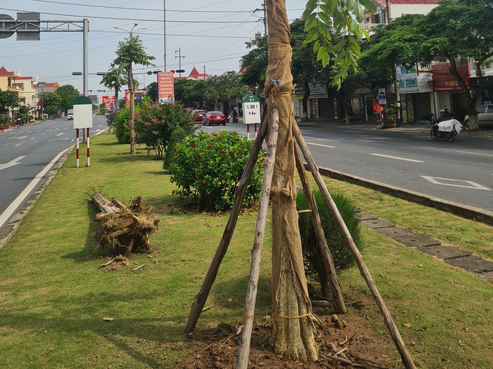 Hải Phòng: Trồng thay thế những cây bị chết và kém phát triển trên đường Phạm Văn Đồng - Ảnh 4.