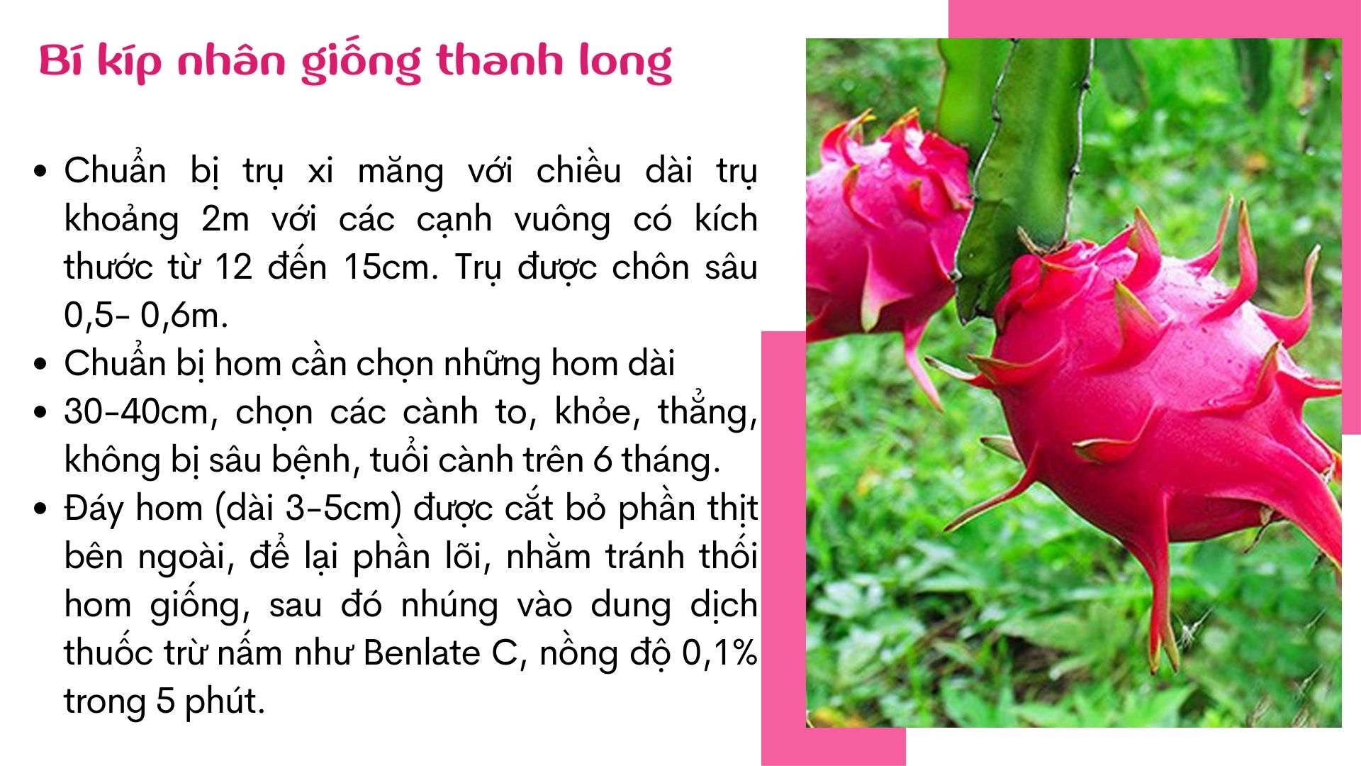 SỔ TAY NHÀ NÔNG: Bí kíp nhân giống thanh long đạt hiệu quả cao - Ảnh 3.