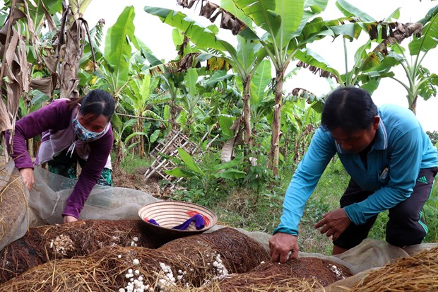 Tái sử dụng rơm rạ, gia tăng giá trị cây lúa - Ảnh 1.