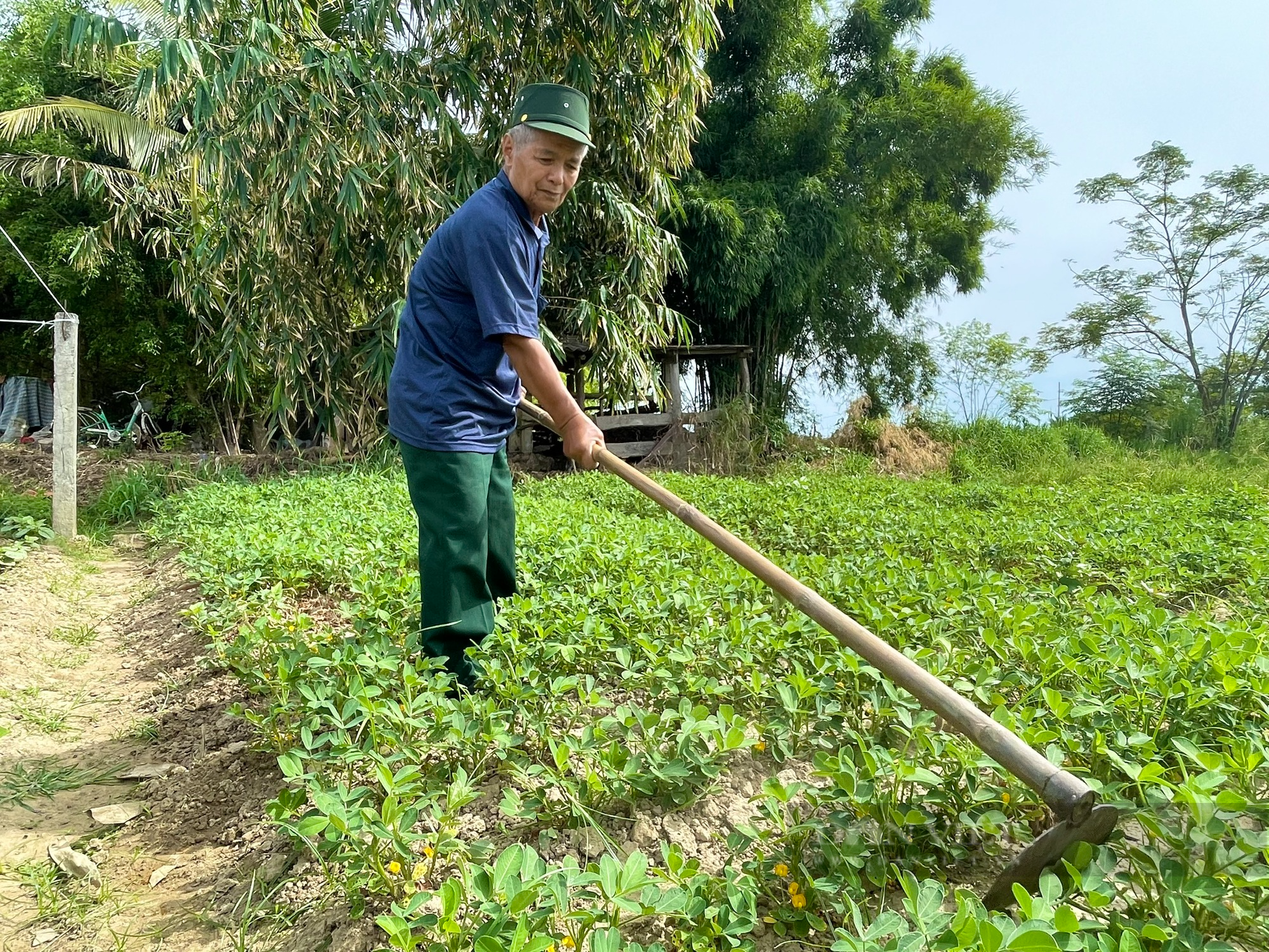 Quảng Bình: Một thương binh làm mô hình VAC nuôi bò, lợn, gà, cá thu hơn 200 triệu/năm - Ảnh 2.