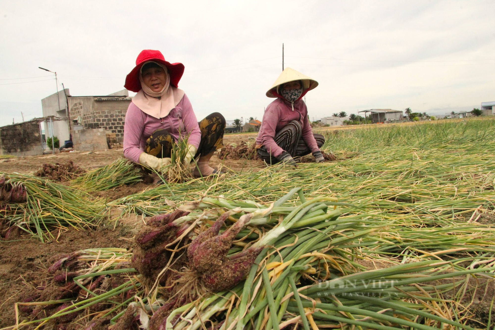 Hành tím ở Ninh Thuận được mùa, giá bán cao nhất trong nhiều năm - Ảnh 3.