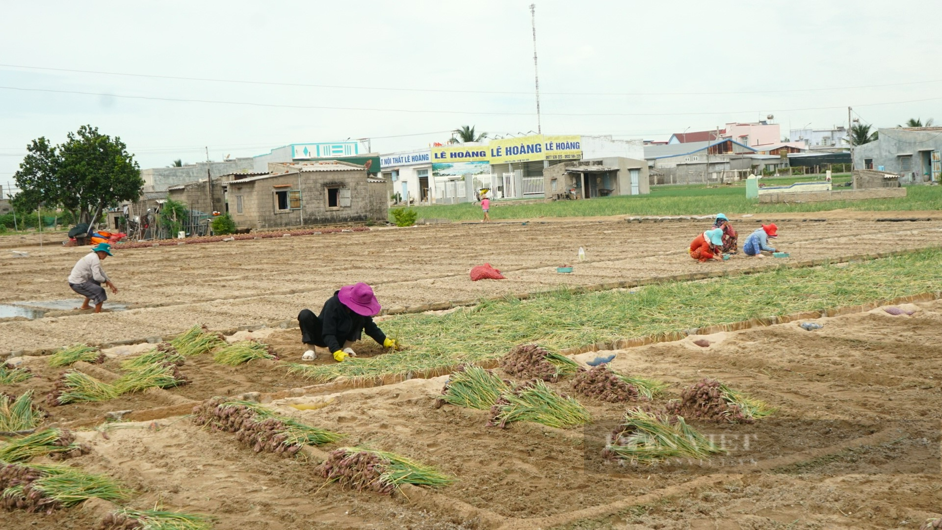 Hành tím ở Ninh Thuận được mùa, giá bán cao nhất trong nhiều năm - Ảnh 7.