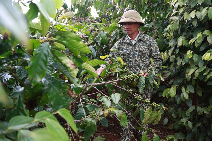 Giá cà phê 30/7: Giá cà phê cuối tuần mất đà, nông dân lo đến mùa bệnh khô cành quả cây cà phê  - Ảnh 4.