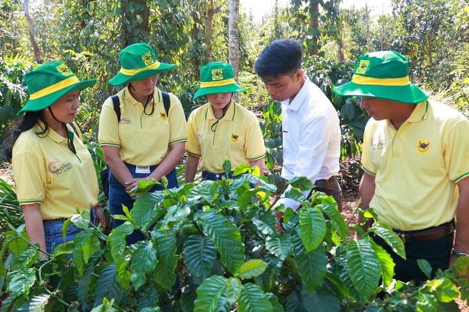 Canh tác cà phê thông minh ứng phó với biến đổi khí hậu - Ảnh 1.