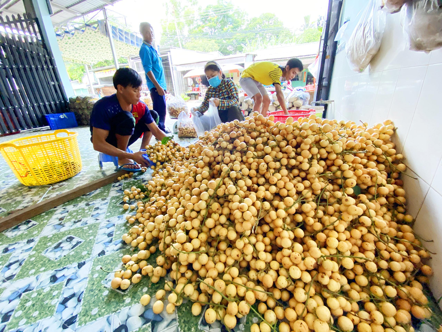 Rộn ràng mùa buôn trái cây núi Cấm - Ảnh 10.