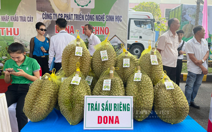 Sầu riêng Dona tại Đồng Nai được trưng bày tại lễ xuất khẩu sầu riêng Đồng Nai năm 2023. Ảnh: Nha Mẫn