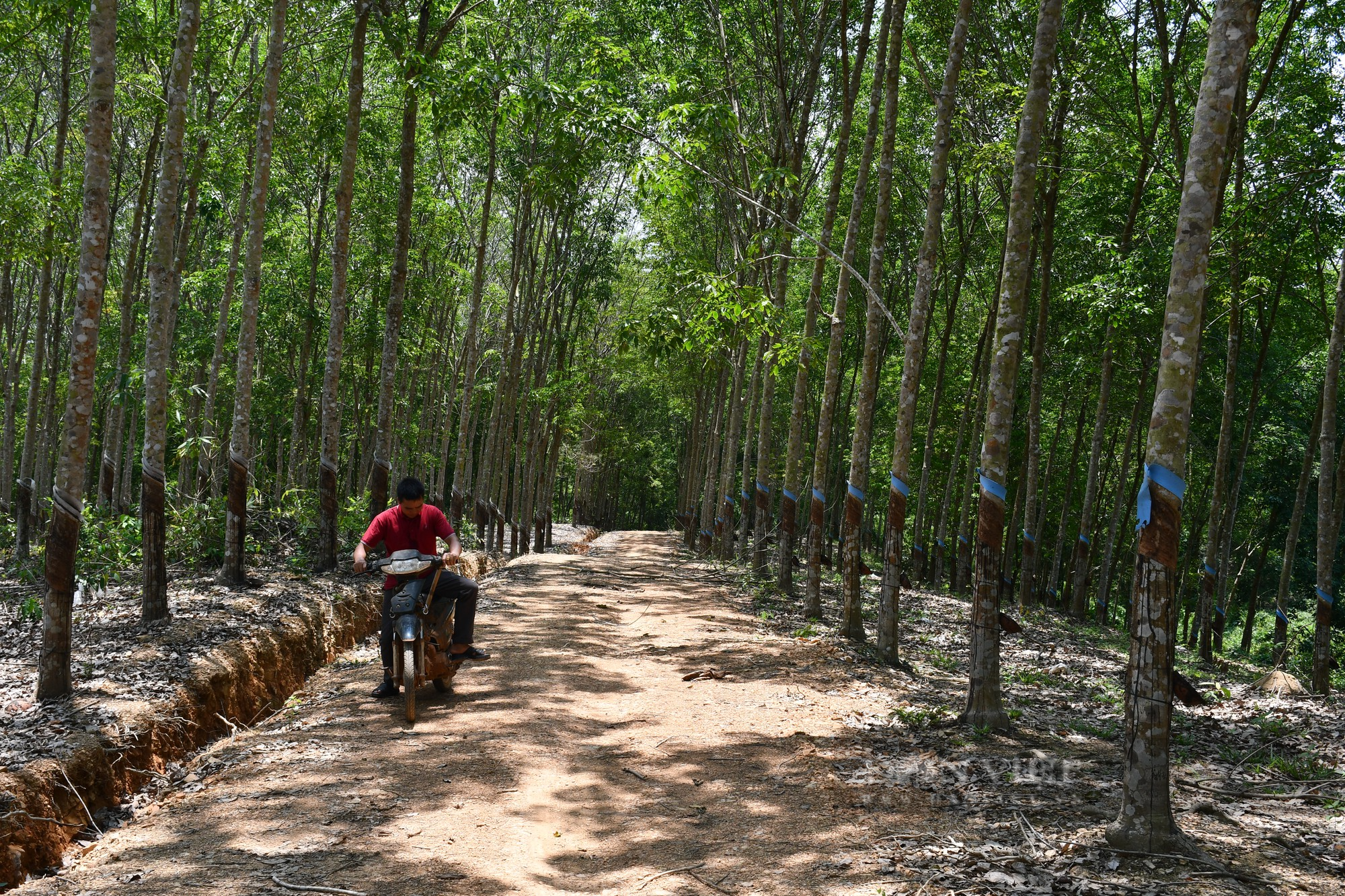 Một nông dân Bình Phước thắng kiện đòi vườn cao su, lật mặt doanh nghiệp phía sau - Ảnh 7.