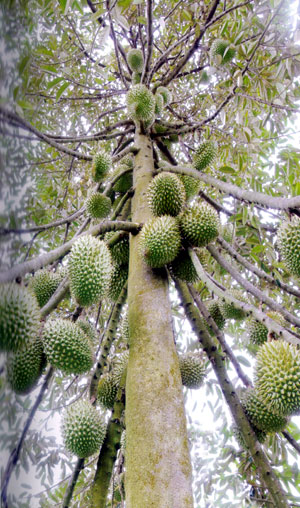 Vùng đất trồng vô số giống sầu riêng ngon ở Tiền Giang, đây là cách phân biệt các loại trái sầu riêng - Ảnh 1.