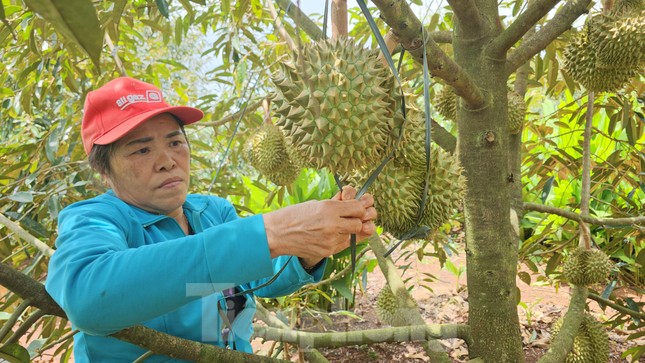 Tiền tỷ treo trên cây lo mưa gió, chỉ cần rụng vài quả, chủ vườn mất tiền trăm, tiền triệu - Ảnh 4.