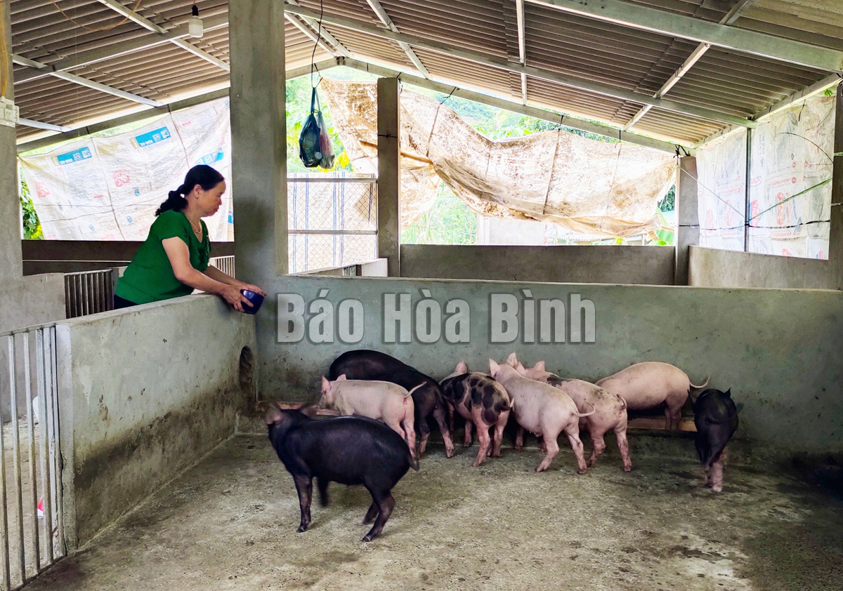 Nông dân nuôi lợn ở Hà Bình thở phào nhẹ cả người khi giá lợn hơi tăng mạnh, hễ bán là cầm chắc ăn lãi - Ảnh 1.