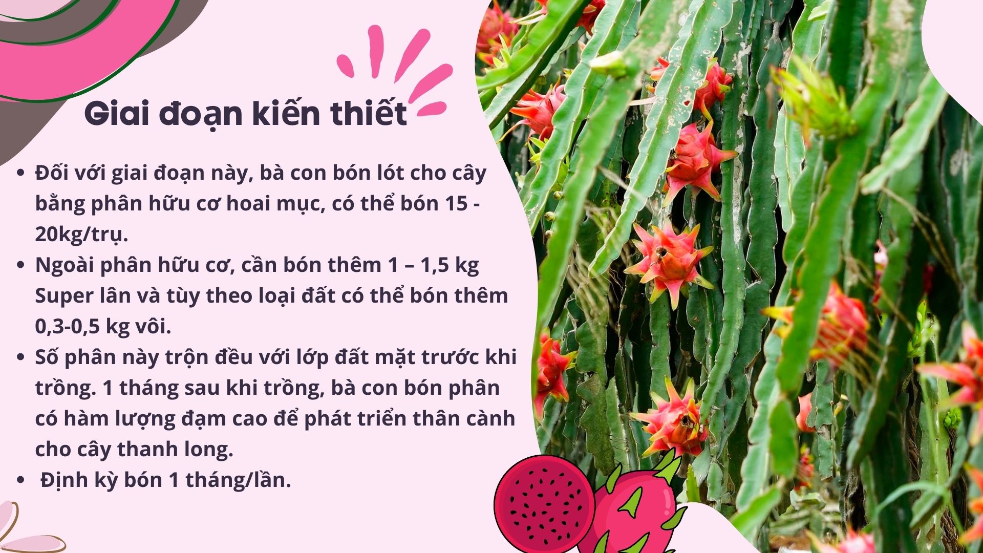 SỔ TAY NHÀ NÔNG: Bón phân và chăm sóc cho cây thanh long ruột đỏ - Ảnh 2.