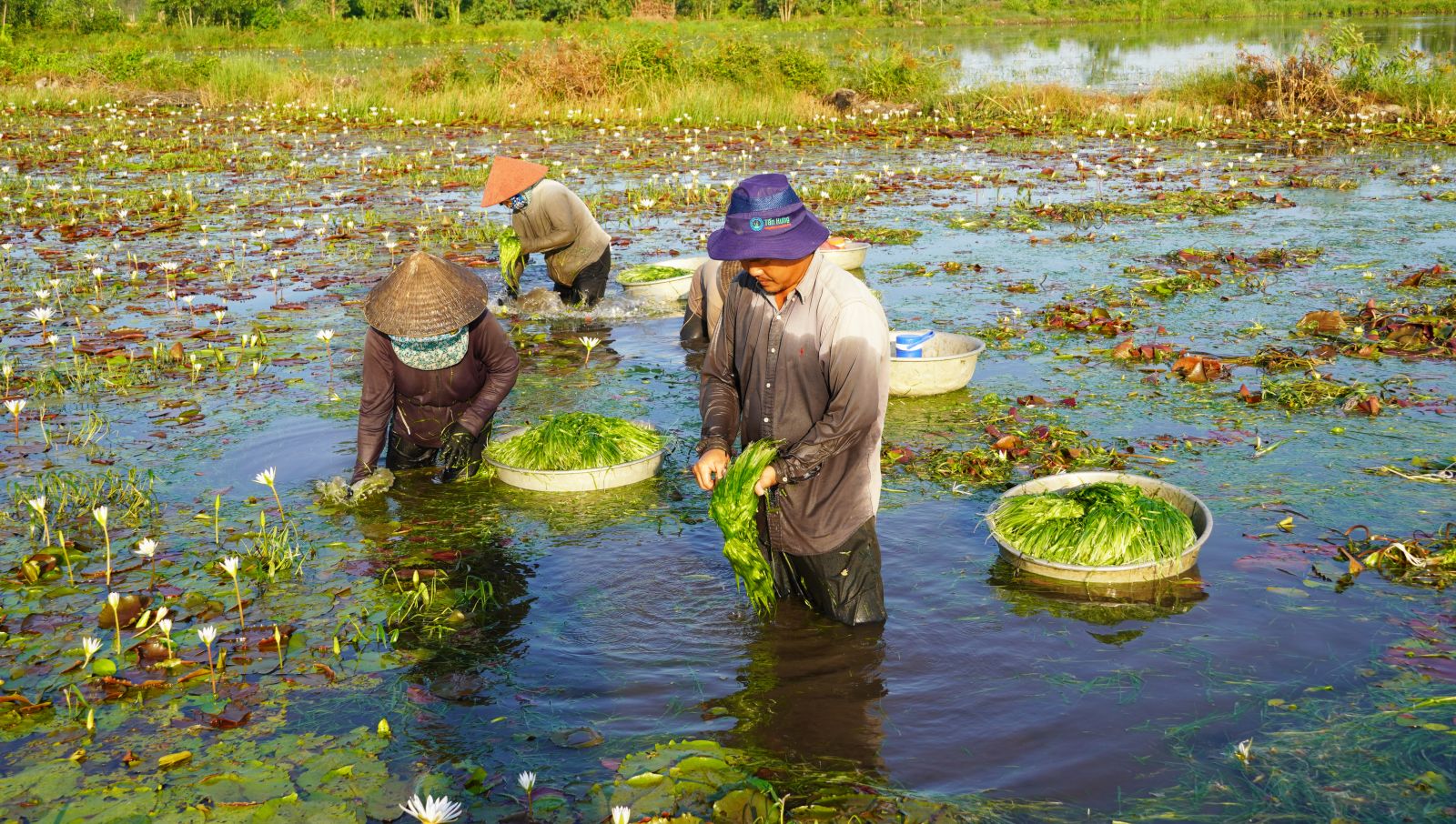 Ai ngờ thứ cây thủy sinh ăn mát gan, lợi tiểu, ở Long An thấy mọc la liệt, nông dân nhổ lên bán đắt hàng - Ảnh 4.