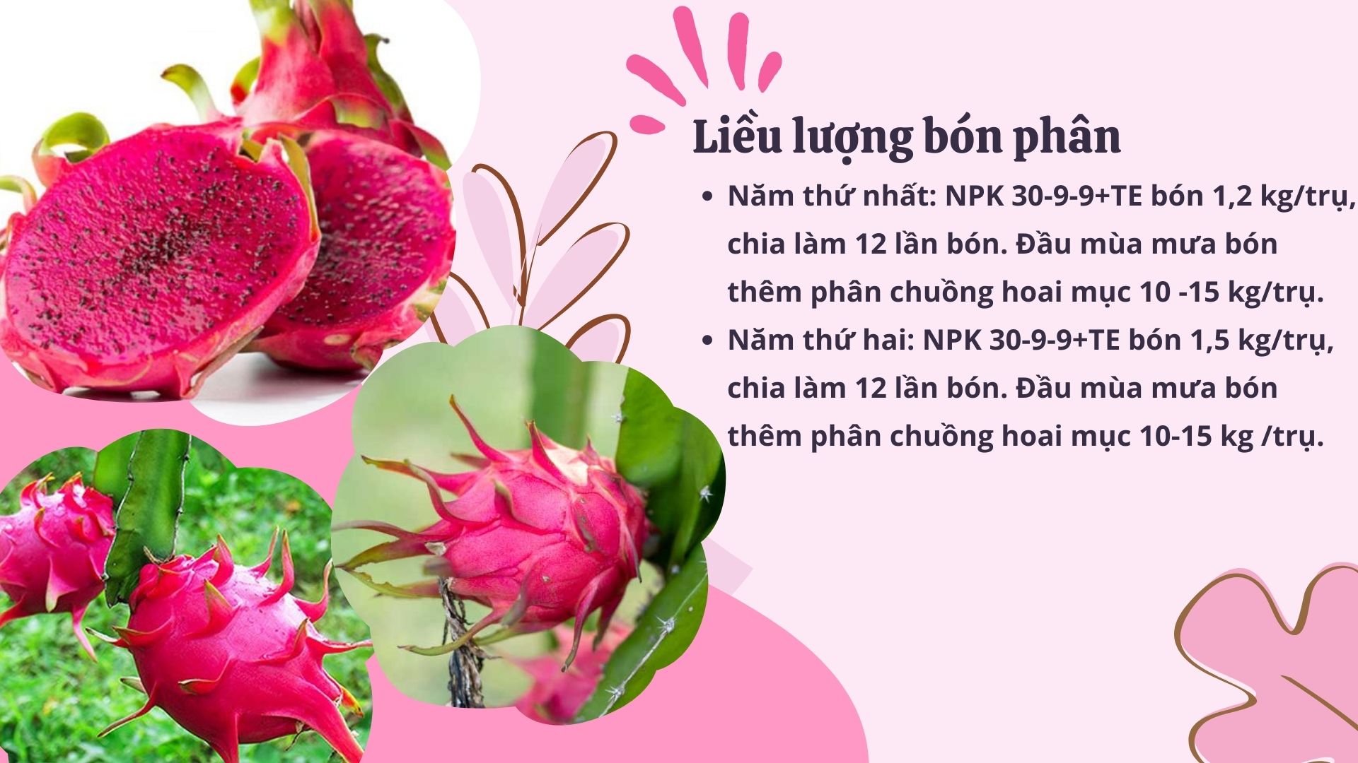 SỔ TAY NHÀ NÔNG: Bón phân và chăm sóc cho cây thanh long ruột đỏ - Ảnh 3.