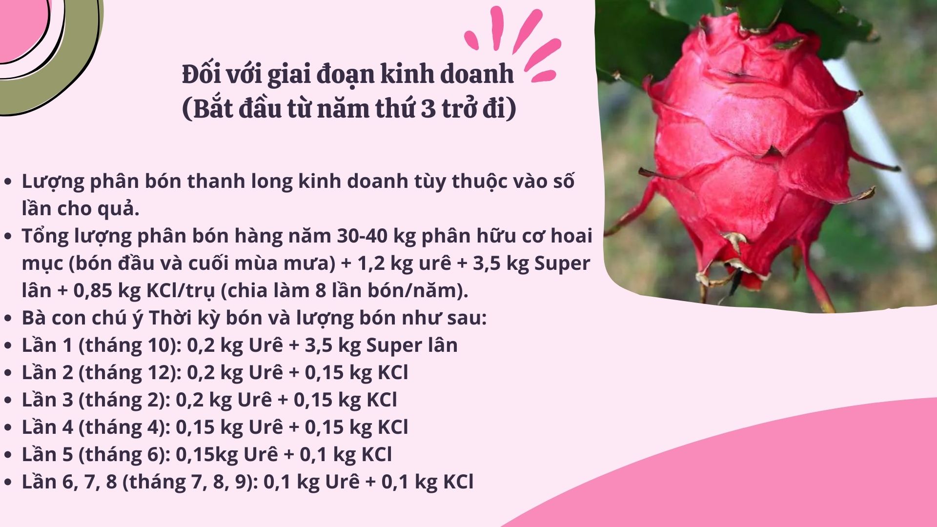 SỔ TAY NHÀ NÔNG: Bón phân và chăm sóc cho cây thanh long ruột đỏ - Ảnh 4.