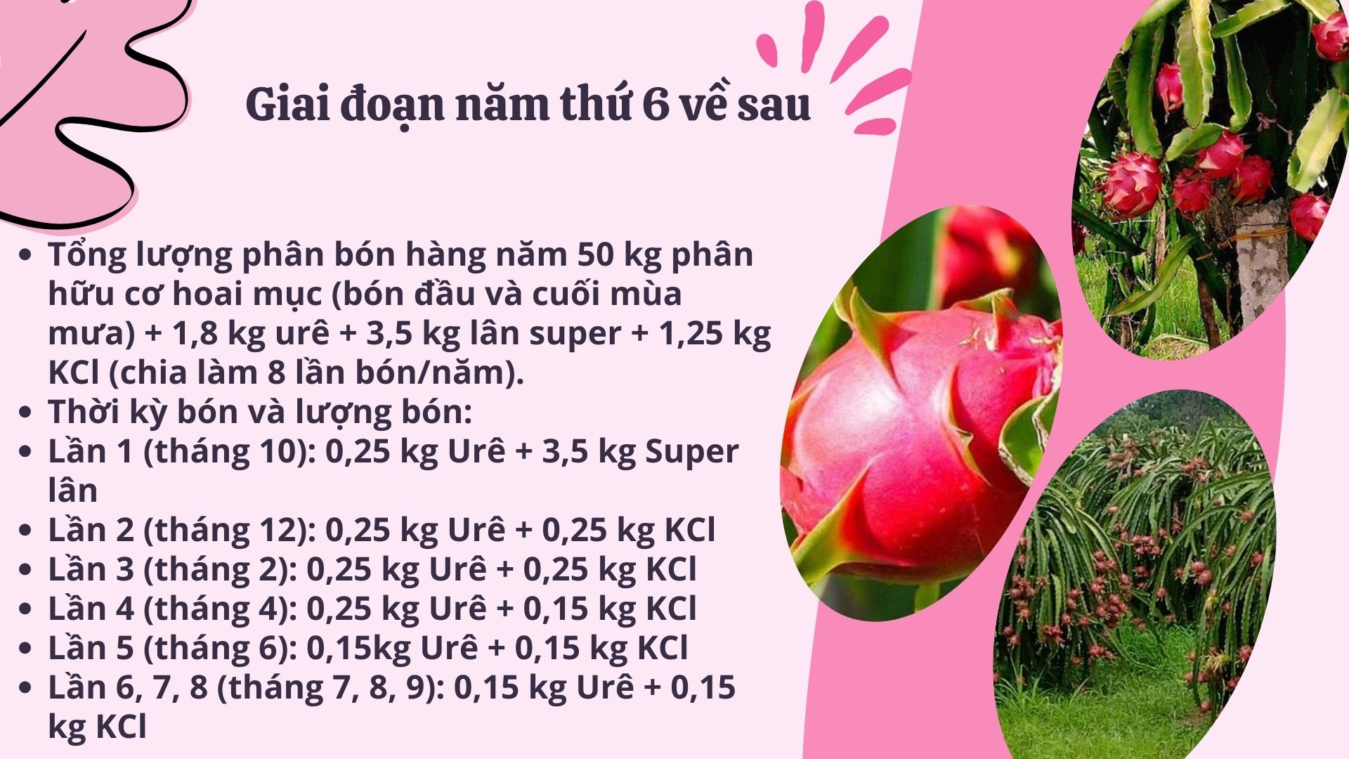 SỔ TAY NHÀ NÔNG: Bón phân và chăm sóc cho cây thanh long ruột đỏ - Ảnh 5.