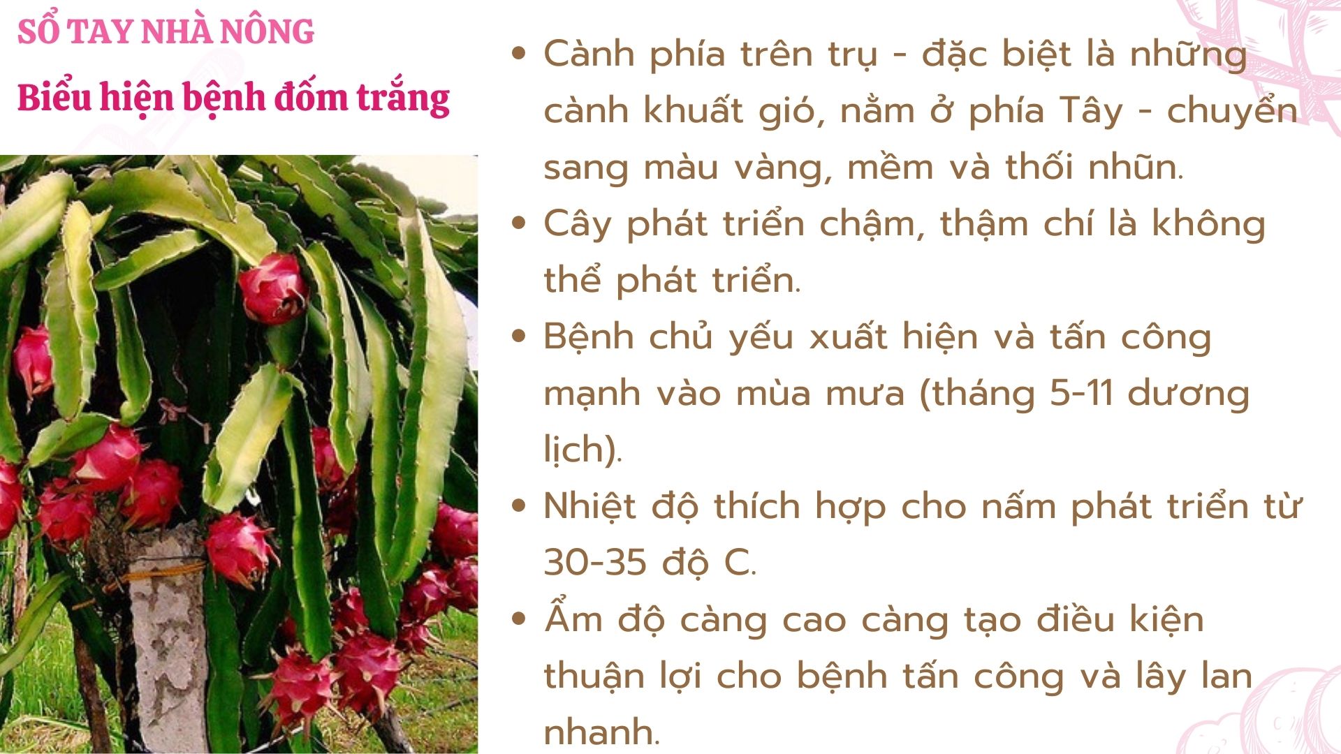 SỔ TAY NHÀ NÔNG: Một số bệnh trên cây thanh long và cách phòng trị - Ảnh 2.