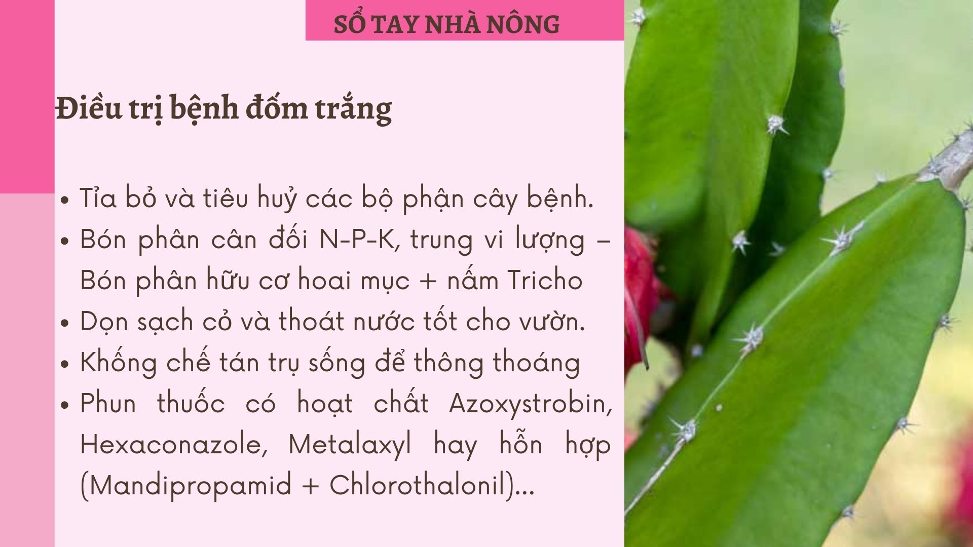 SỔ TAY NHÀ NÔNG: Một số bệnh trên cây thanh long và cách phòng trị - Ảnh 3.