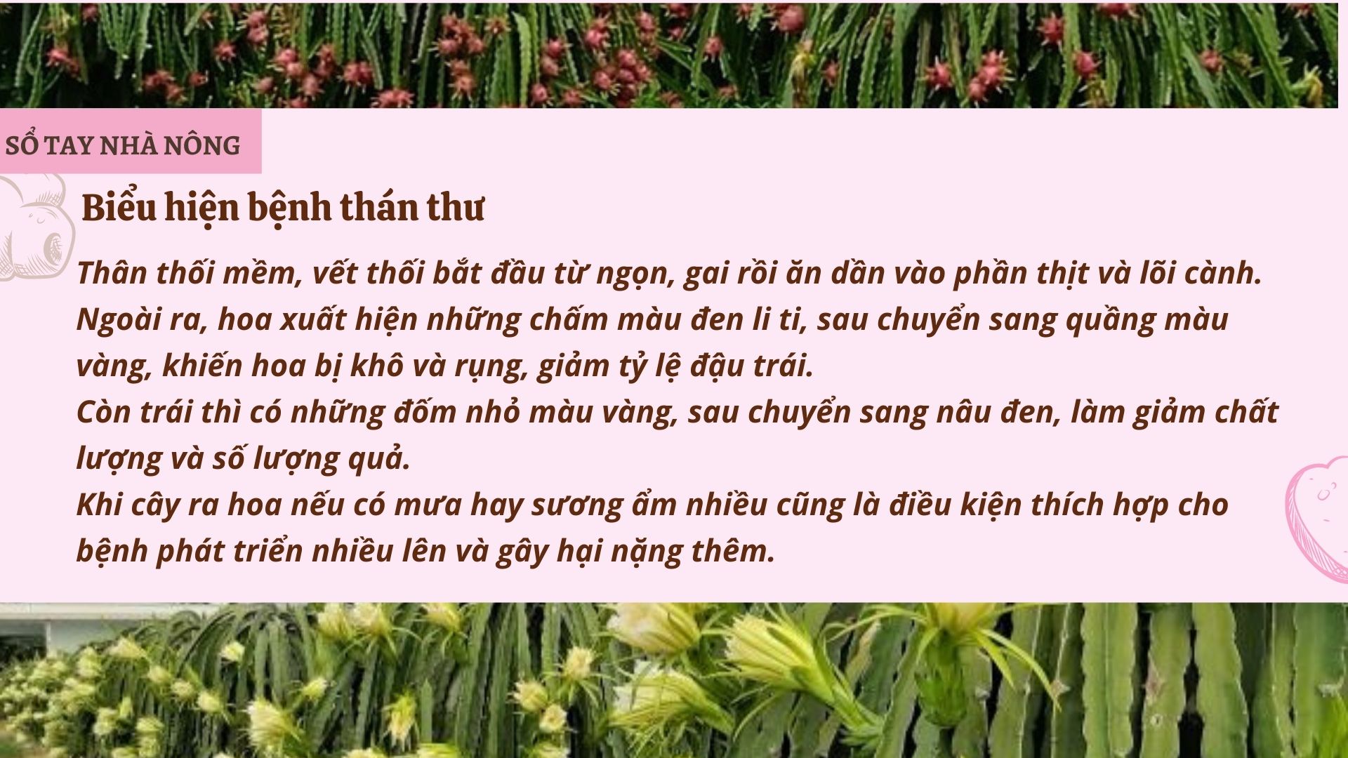 SỔ TAY NHÀ NÔNG: Một số bệnh trên cây thanh long và cách phòng trị - Ảnh 4.