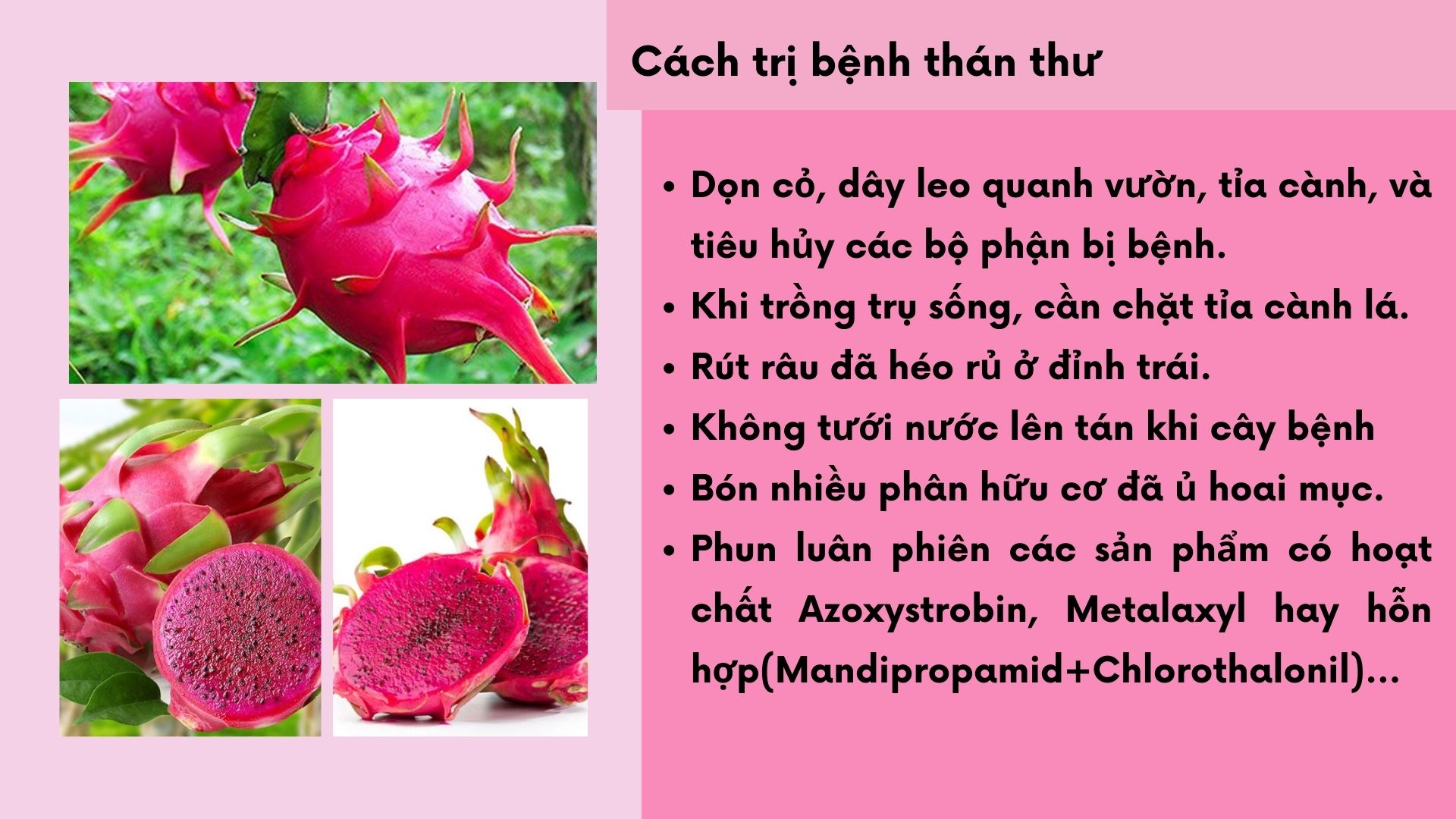 SỔ TAY NHÀ NÔNG: Một số bệnh trên cây thanh long và cách phòng trị - Ảnh 5.