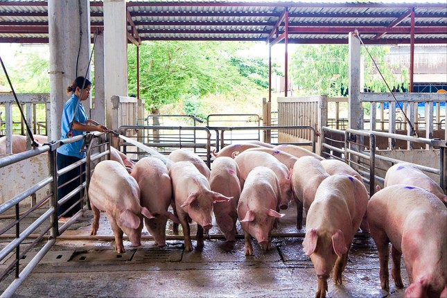 Giá lợn hơi thất thường: Lo lợn nhập lậu gây mất kiểm soát - Ảnh 1.