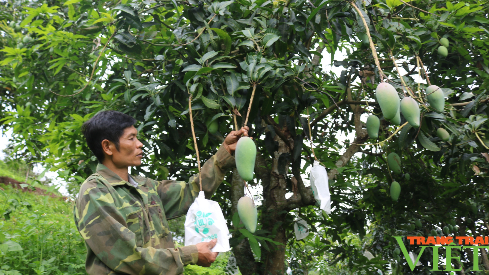 Nông dân Mường La thi đua sản xuất, kinh doanh giỏi, giúp nhau làm giàu - Ảnh 2.