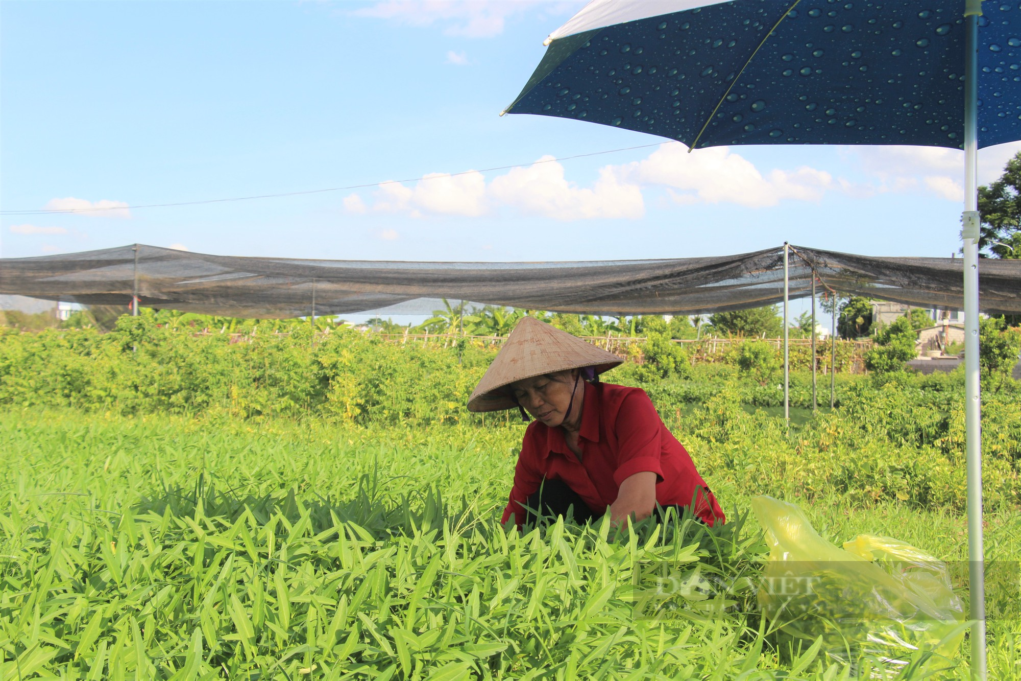 Sản xuất rau theo hướng hữu cơ, một Hợp tác xã ở Hà Nam không phải lo đầu ra, tăng thu nhập - Ảnh 2.