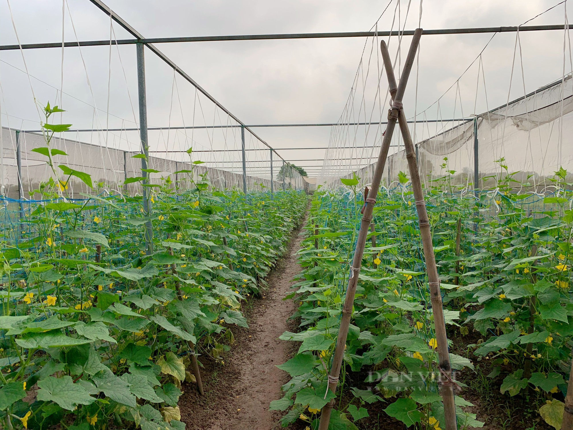 Sản xuất rau theo hướng hữu cơ, một Hợp tác xã ở Hà Nam không phải lo đầu ra, tăng thu nhập - Ảnh 4.