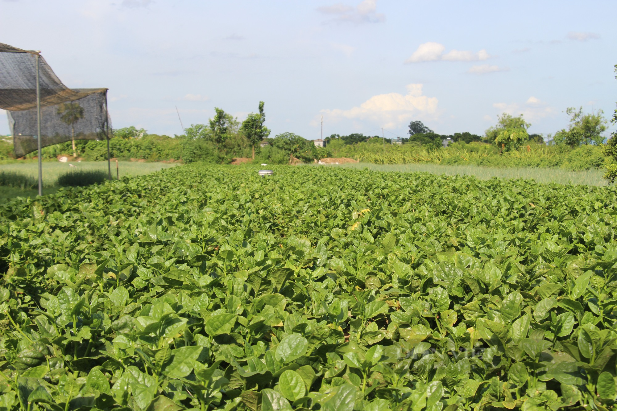 Sản xuất rau theo hướng hữu cơ, một Hợp tác xã ở Hà Nam không phải lo đầu ra, tăng thu nhập - Ảnh 5.