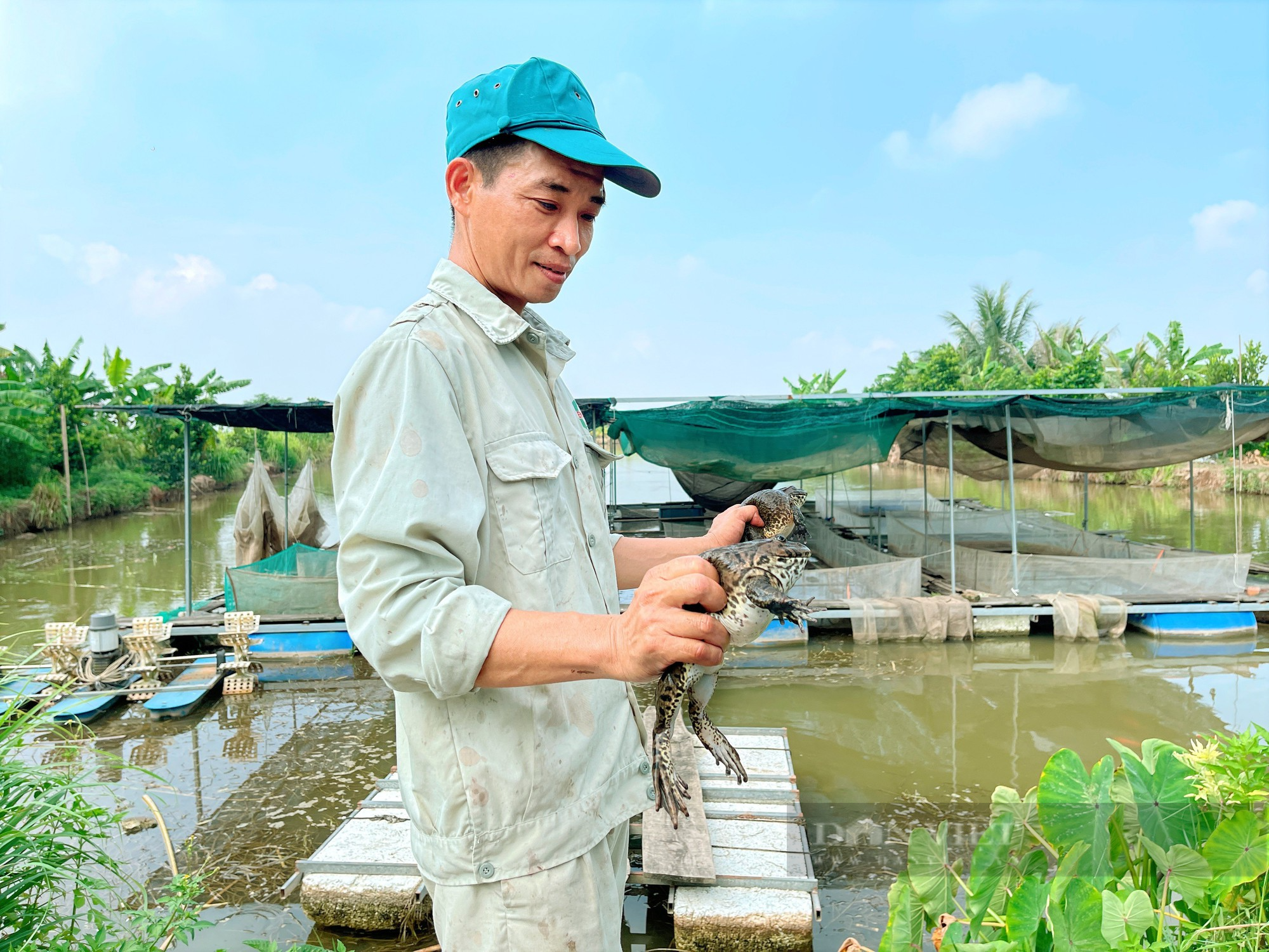 Làm bè nuôi ếch trên mặt ao, cá Koi thả bên dưới, anh nông dân Hải Phòng kiếm 200 - 300 triệu mỗi năm  - Ảnh 4.