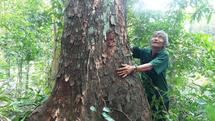 Loại cây cổ thụ cả trăm năm tuổi trong một khu rừng 27ha ở Hà Tĩnh, nghe tên ai cũng cho là báu vật - Ảnh 1.