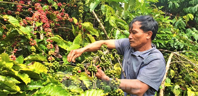 Việt Nam xuất khẩu cà phê đứng thứ 2 thế giới nhưng chưa làm chủ về giá - Ảnh 2.