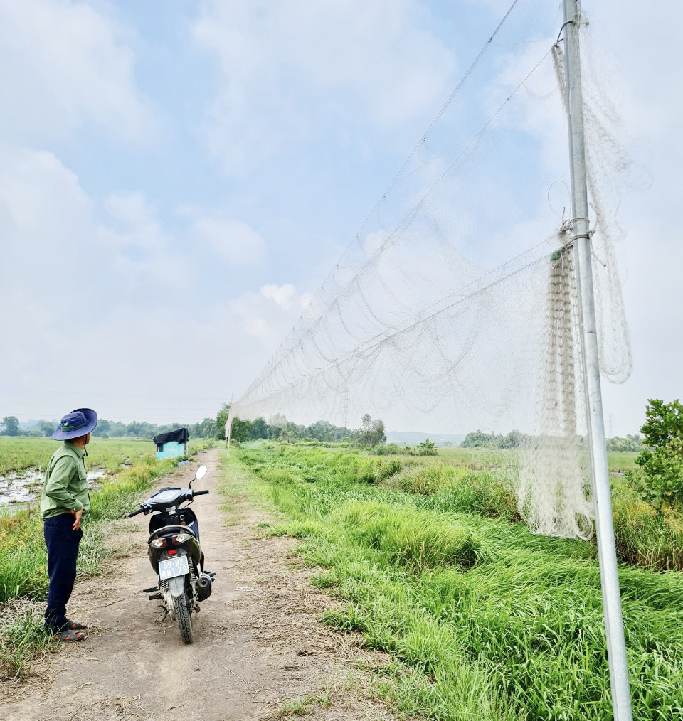 Báo động tình trạng giăng bẫy tận diệt loài chim tiền tỷ, nguy cơ suy giảm đàn - Ảnh 1.