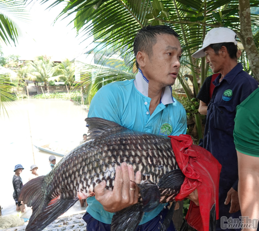 Cần Thơ: Sưu tầm đàn cá tra dầu khổng lồ chỉ để cho mọi người chiêm ngưỡng, có con 4 người khiêng còng lưng - Ảnh 7.