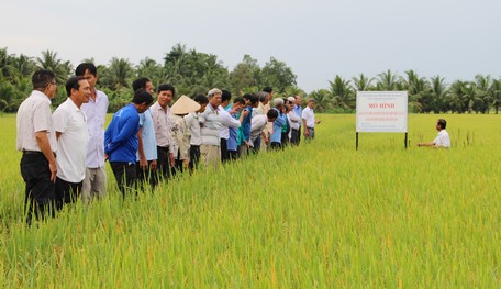 Làm theo cách này, nông dân trồng lúa Vĩnh Long thu lãi khá lại khỏe người - Ảnh 1.