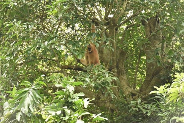 Phát triển du lịch sinh thái, bền vững ở Vườn Quốc gia Cúc Phương - Ảnh 1.