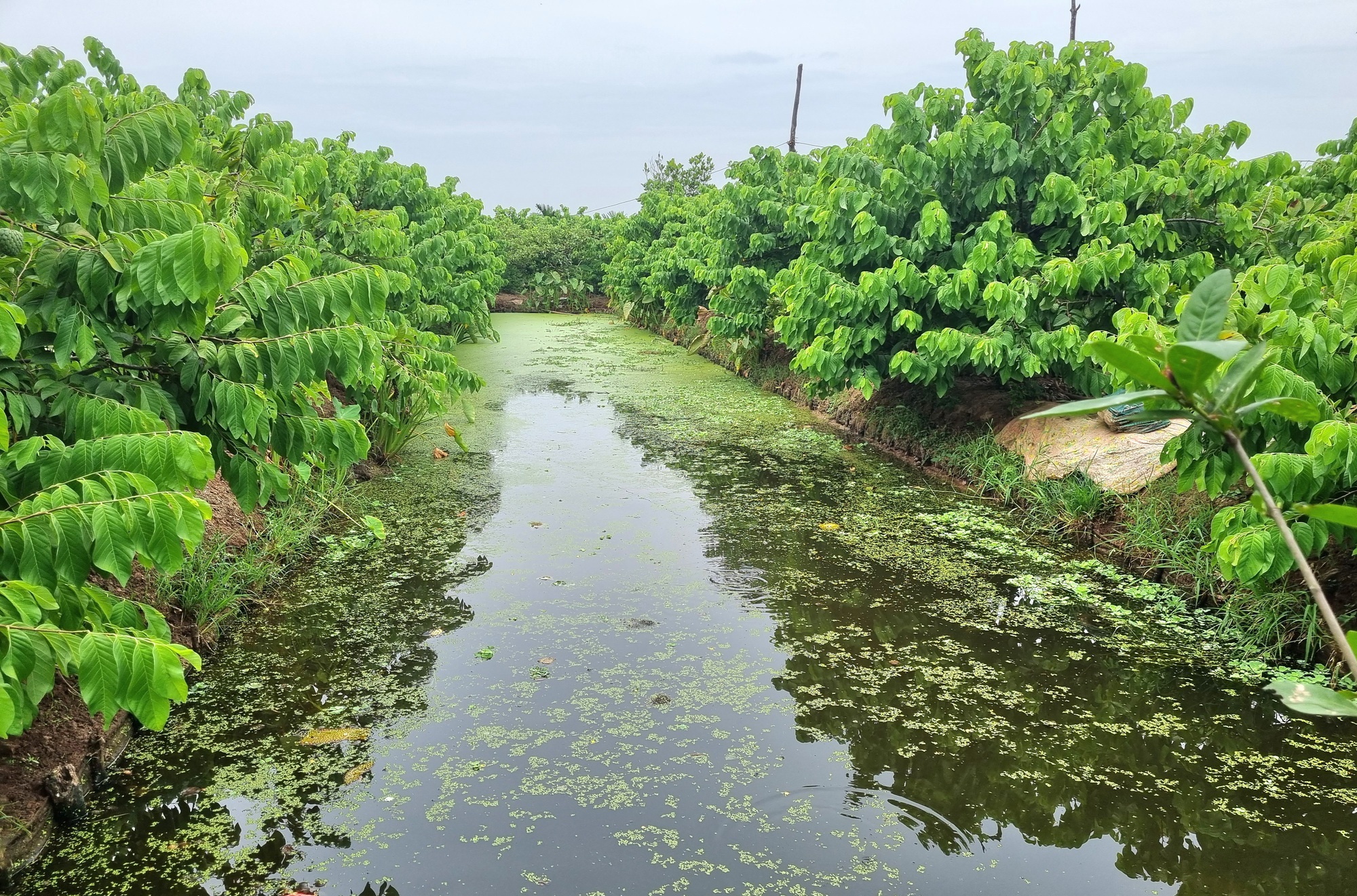 U60 Ninh Bình trồng cây na Thái kết hợp nuôi con ốc nhồi thu nhập hơn 300 triệu đồng - Ảnh 5.