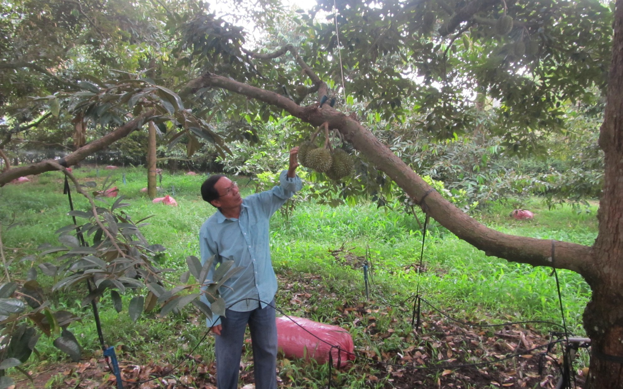 Quỹ Hỗ trợ nông dân rót vốn cho nông dân Bà Rịa-Vũng Tàu trồng sầu riêng, nuôi lươn không bùn