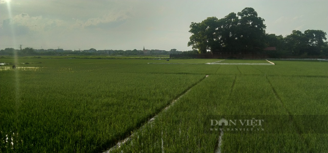 Một nông dân ở Hà Nội 6 năm liên tục bơm nước miễn phí vào ruộng, cứu sống hàng trăm ha lúa của người dân - Ảnh 3.