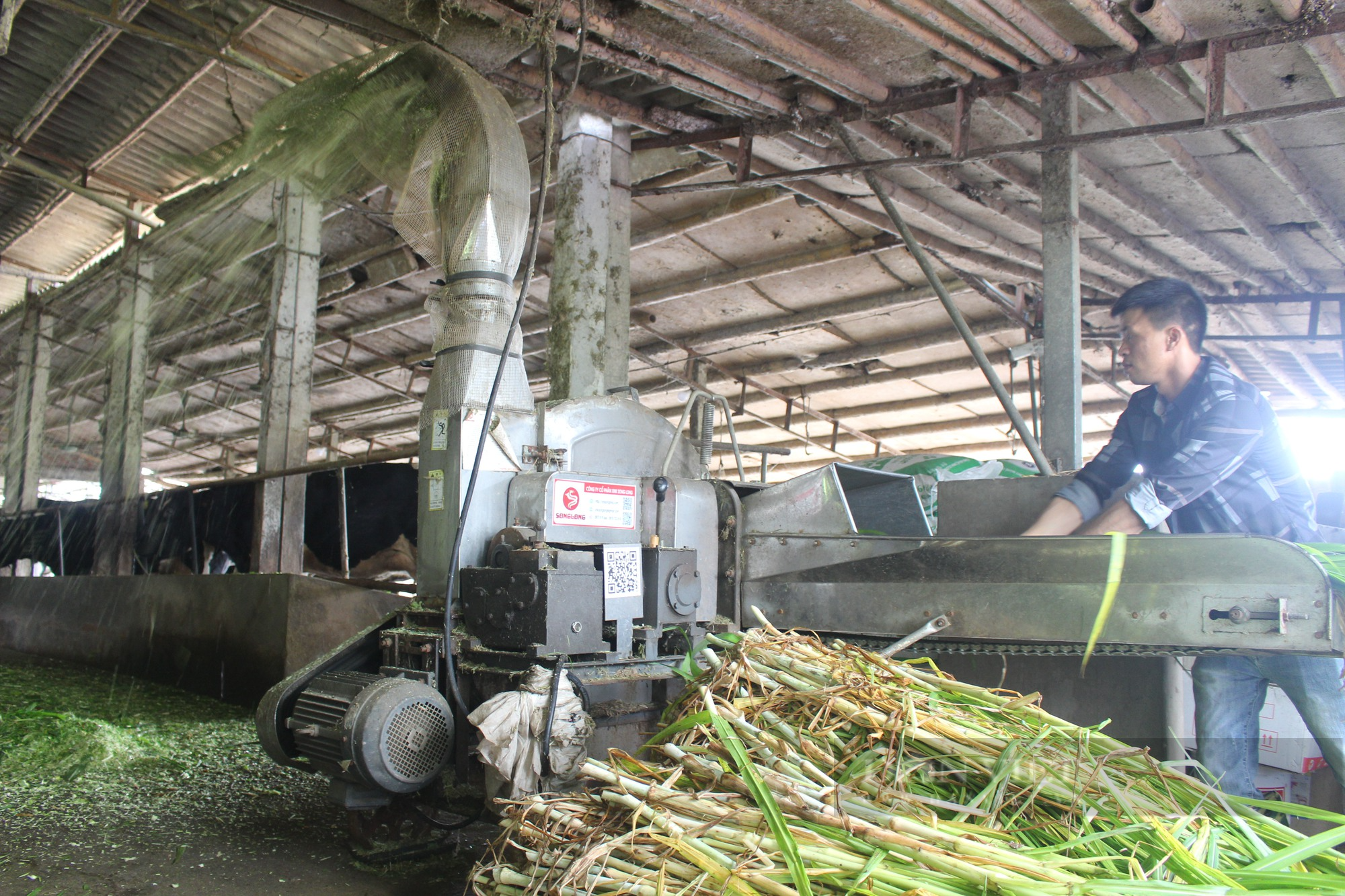 Sản xuất nông nghiệp theo hướng kinh tế tuần hoàn, anh nông dân quê Hà Nam hưởng lợi ích &quot;kép&quot; - Ảnh 3.