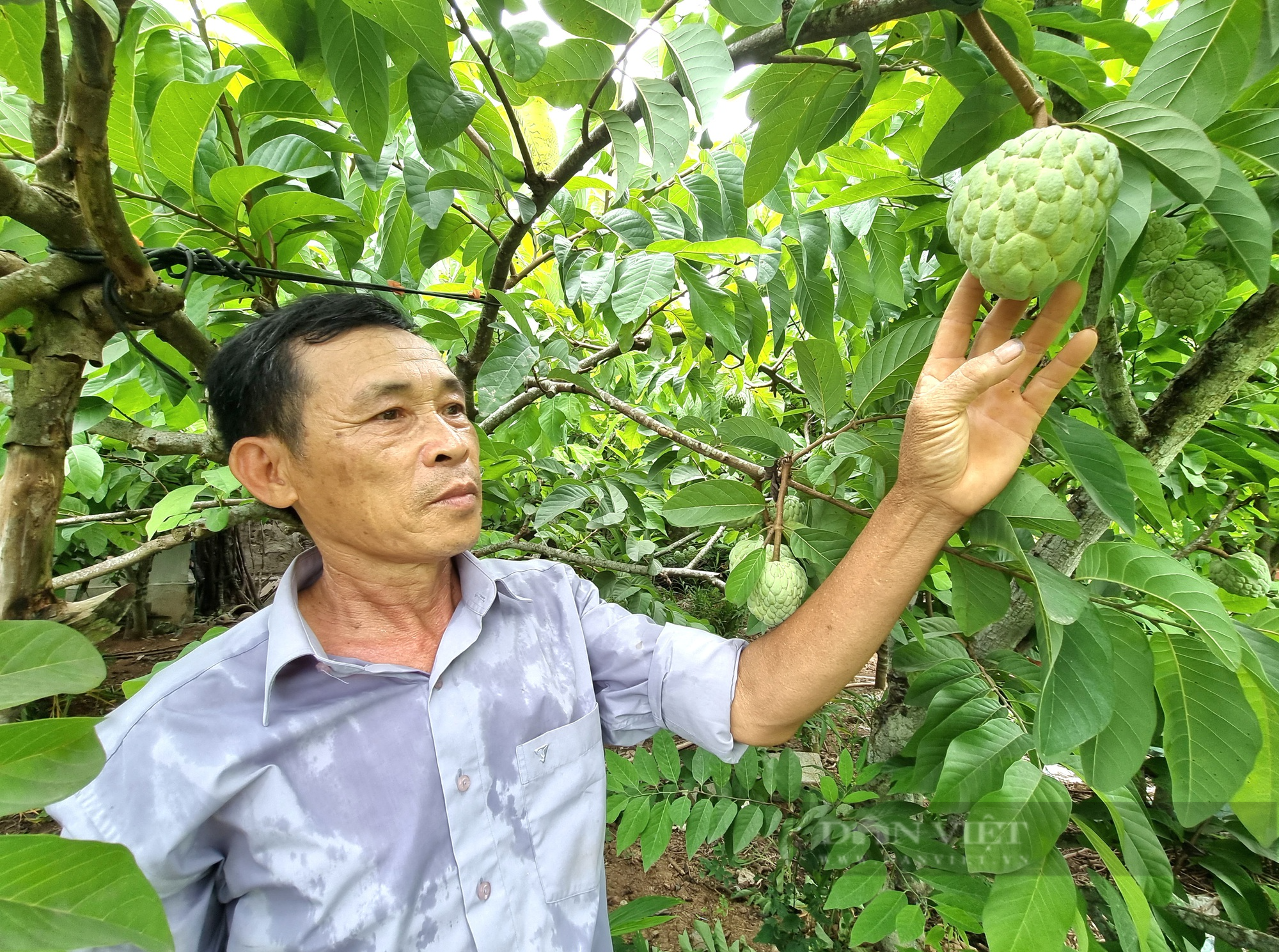 U60 Ninh Bình trồng cây na Thái kết hợp nuôi con ốc nhồi thu nhập hơn 300 triệu đồng - Ảnh 2.