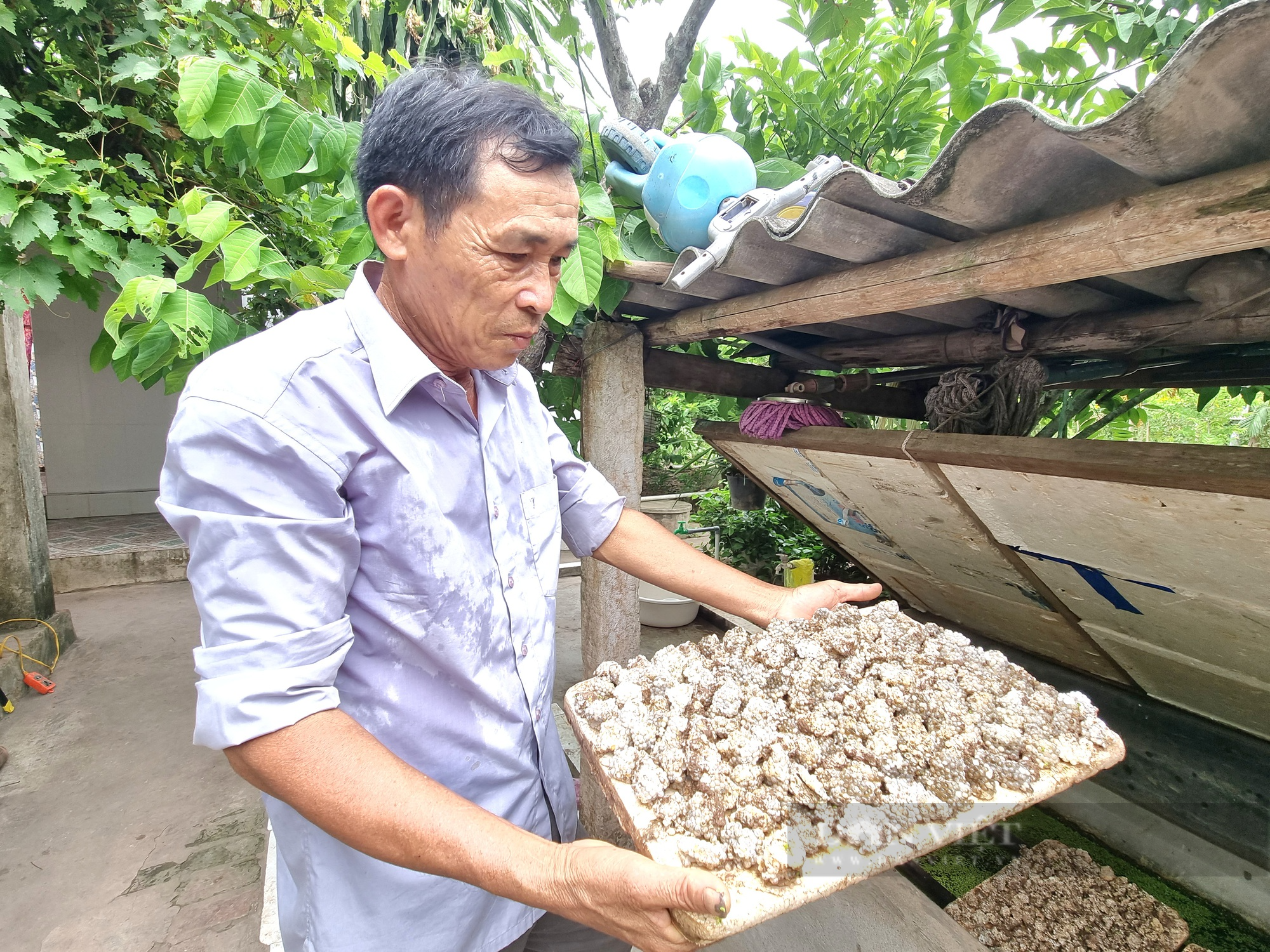 U60 Ninh Bình trồng cây na Thái kết hợp nuôi con ốc nhồi thu nhập hơn 300 triệu đồng - Ảnh 4.
