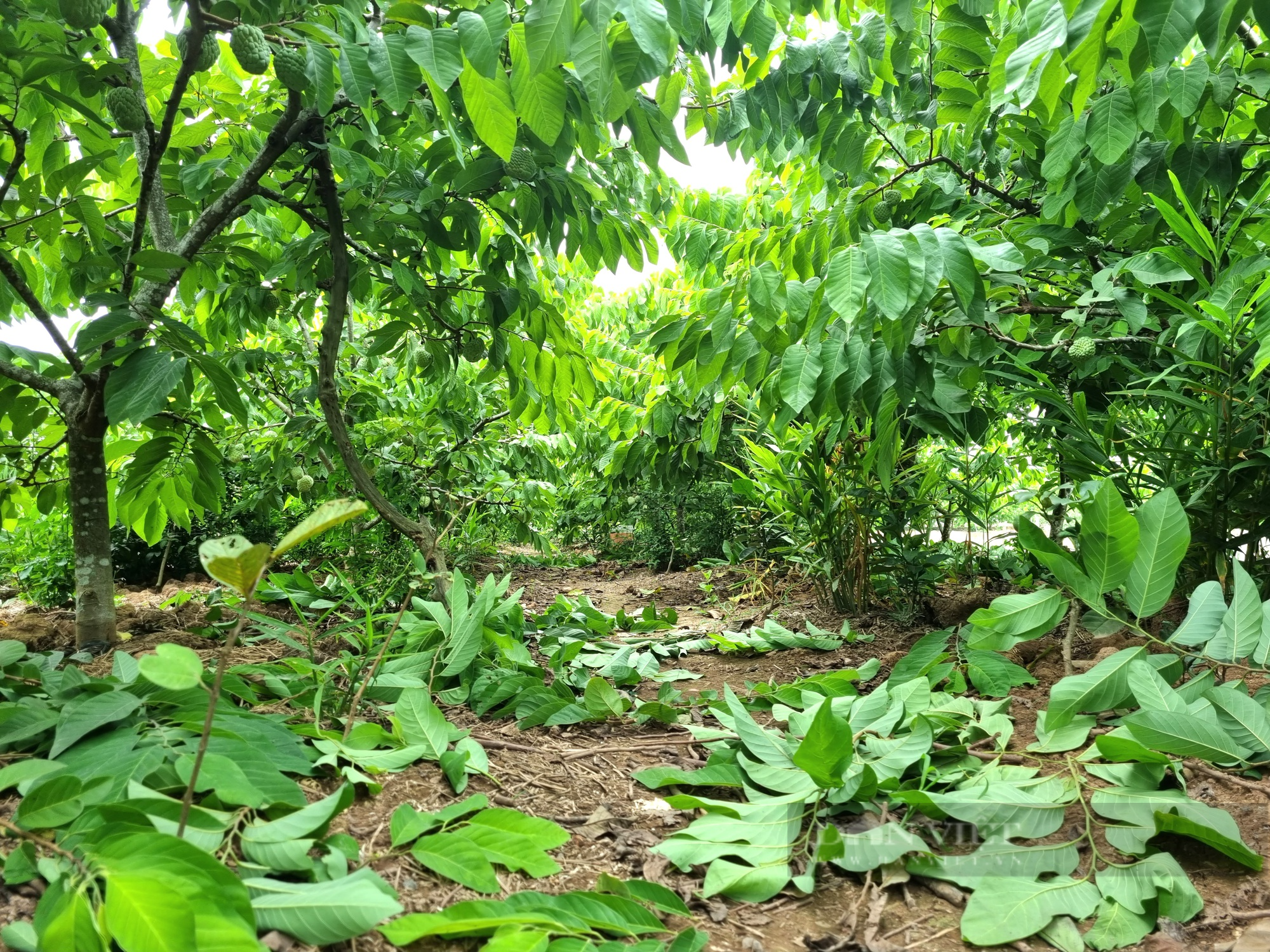 U60 Ninh Bình trồng cây na Thái kết hợp nuôi con ốc nhồi thu nhập hơn 300 triệu đồng - Ảnh 6.